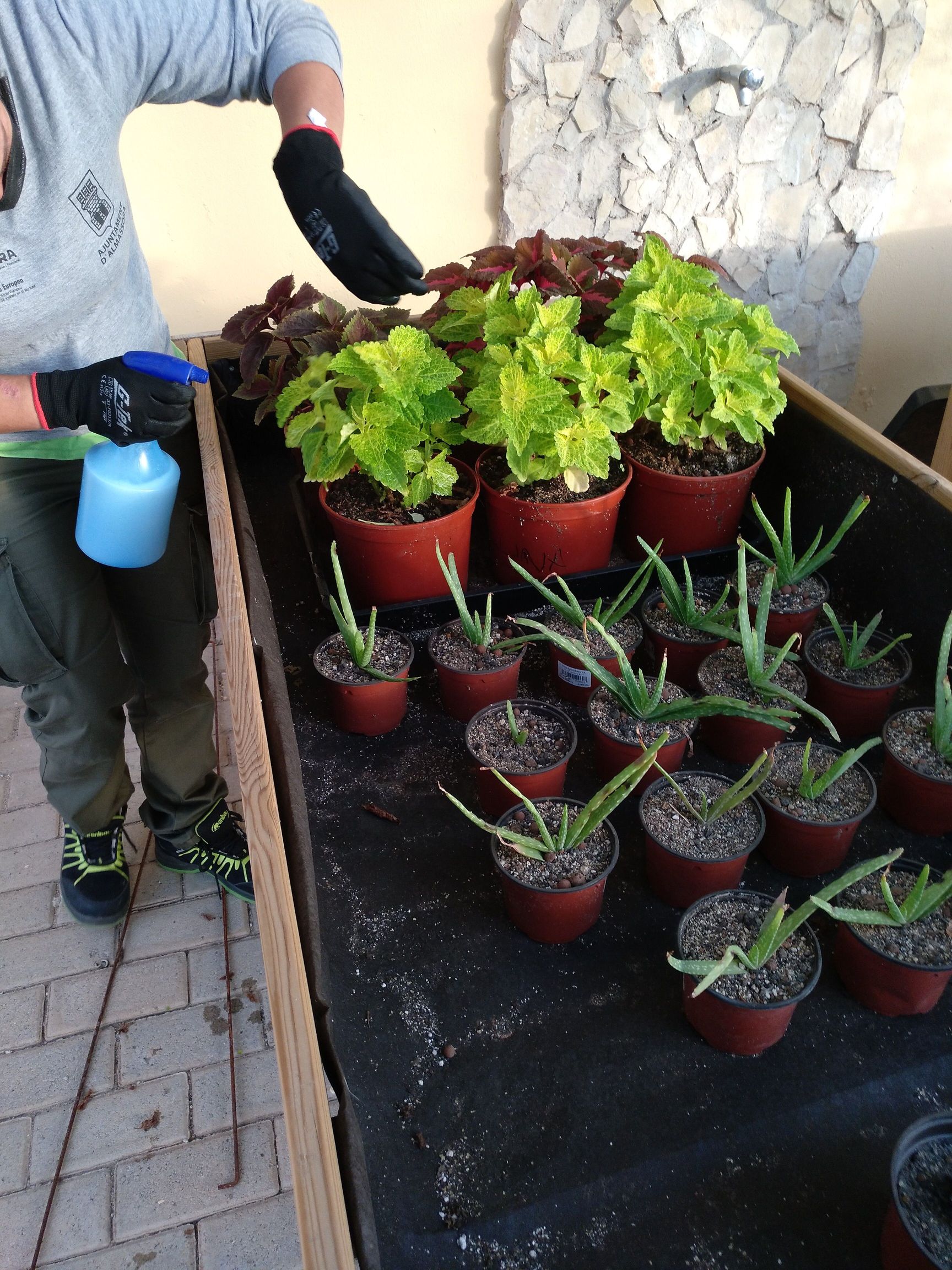 Aplicant remeis ecològics contra plagues no desitjades.