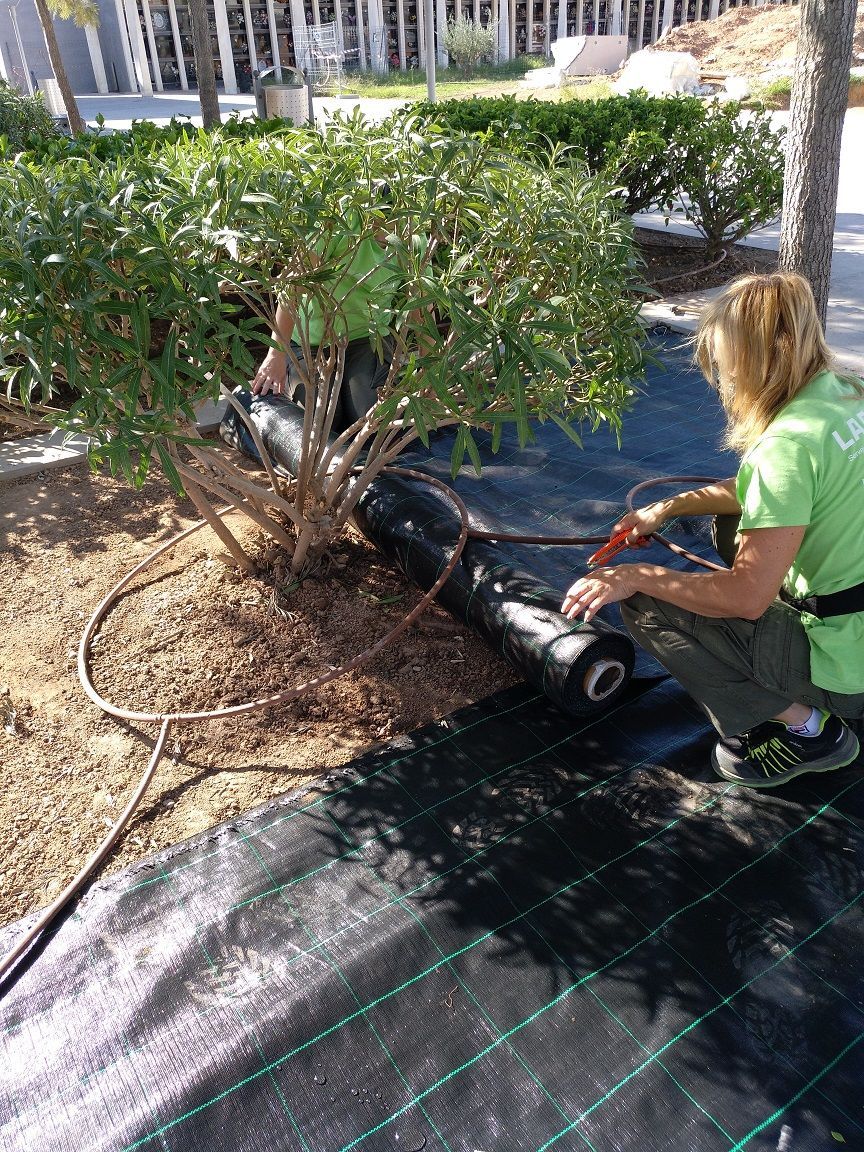 Treballs d'adequació del terreny en la zona de projecte: "Cementeri d'Almassora".