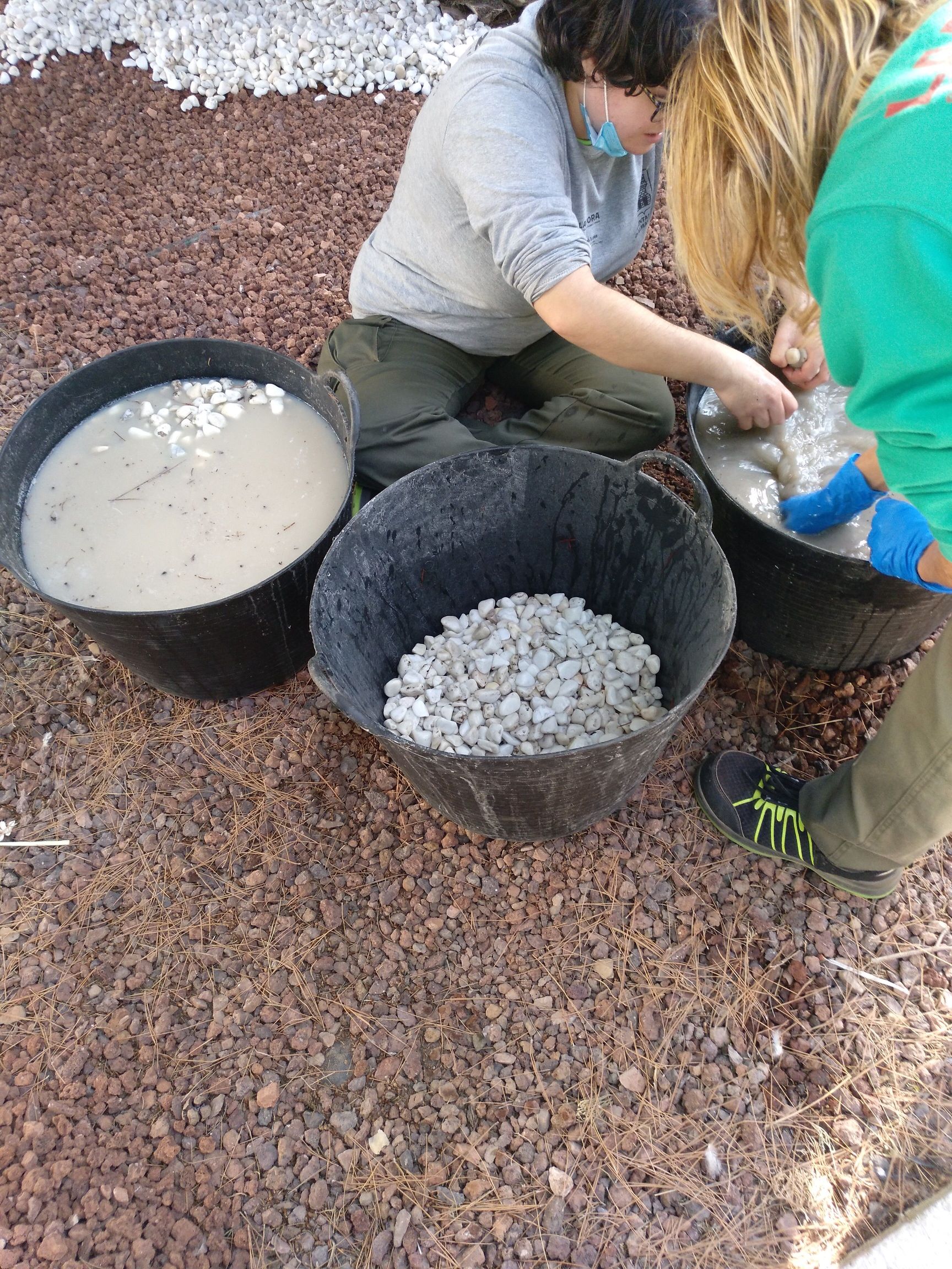 Neteja i distribució de còdol blanc.