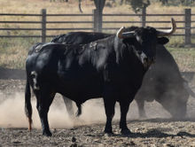 toro encierro2.jpg