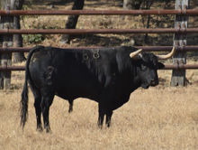 toro encierro.jpg