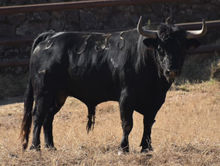 toro encierro4.jpg
