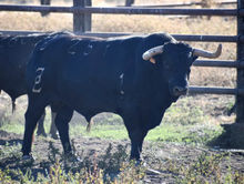 toro encierro6.jpg