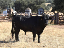 toro encierro1.jpg
