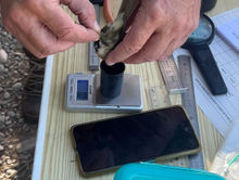 anillamiento aves.jpg